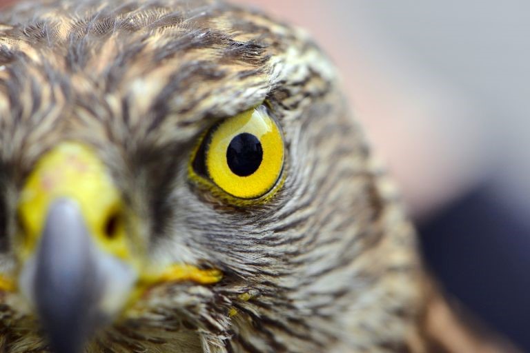 ホークアイ（Hawk-Eye）とは？のイメージ写真‐鷹の顔の画像